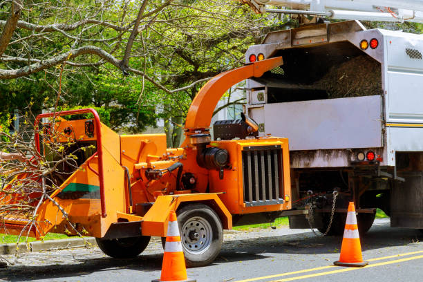 Best Tree Preservation Services  in Chico, TX