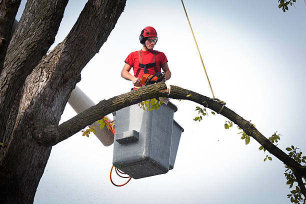 How Our Tree Care Process Works  in  Chico, TX